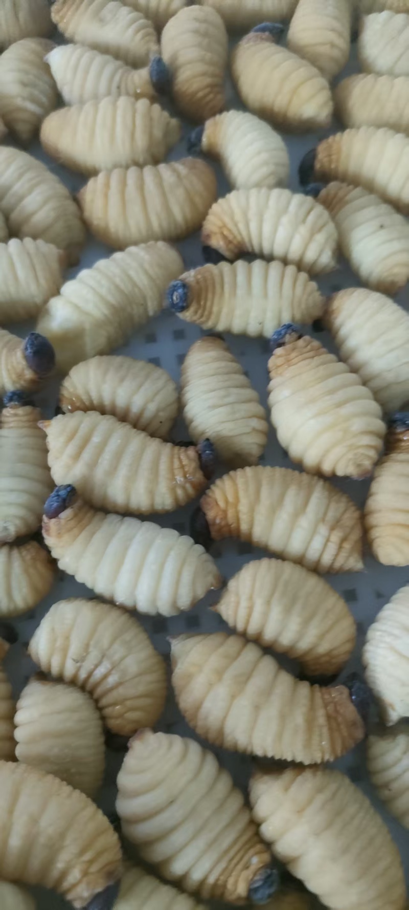 竹虫种虫，商品虫，一手货源全国发货量大价优欢迎随时联系