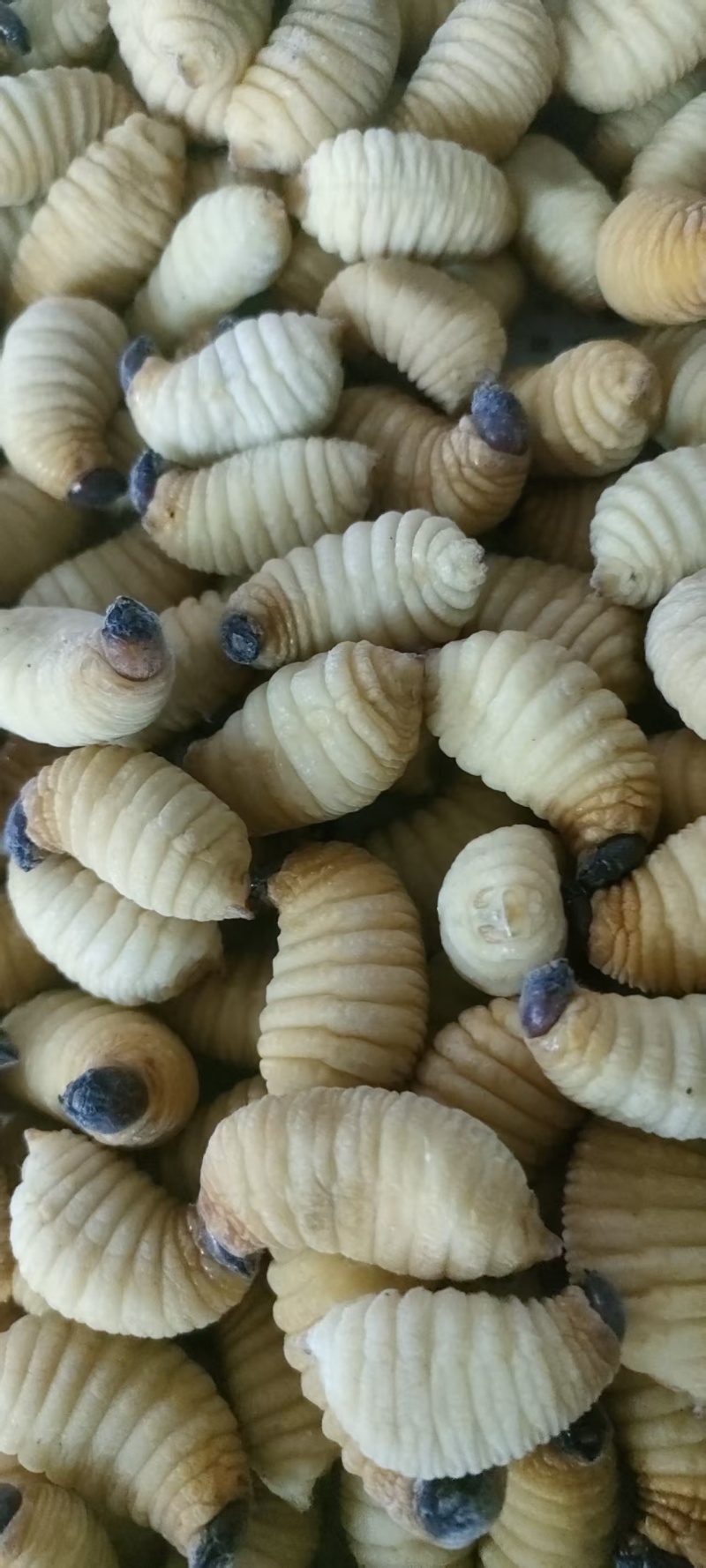 竹虫种虫，商品虫，一手货源全国发货量大价优欢迎随时联系