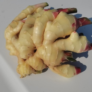 生姜