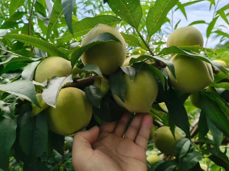湖北宜昌秭归脆蜜桃