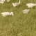 散养草地鹅