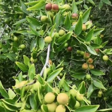 山枣