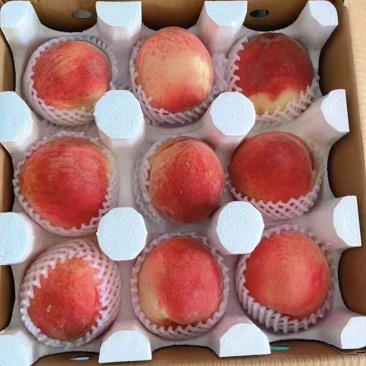肥城桃