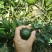 新会茶枝柑
