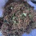 山东花椒大红袍