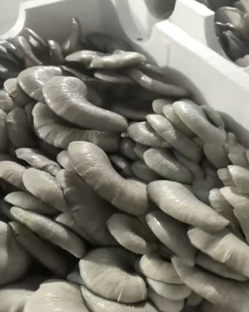 新鲜平菇基地直发