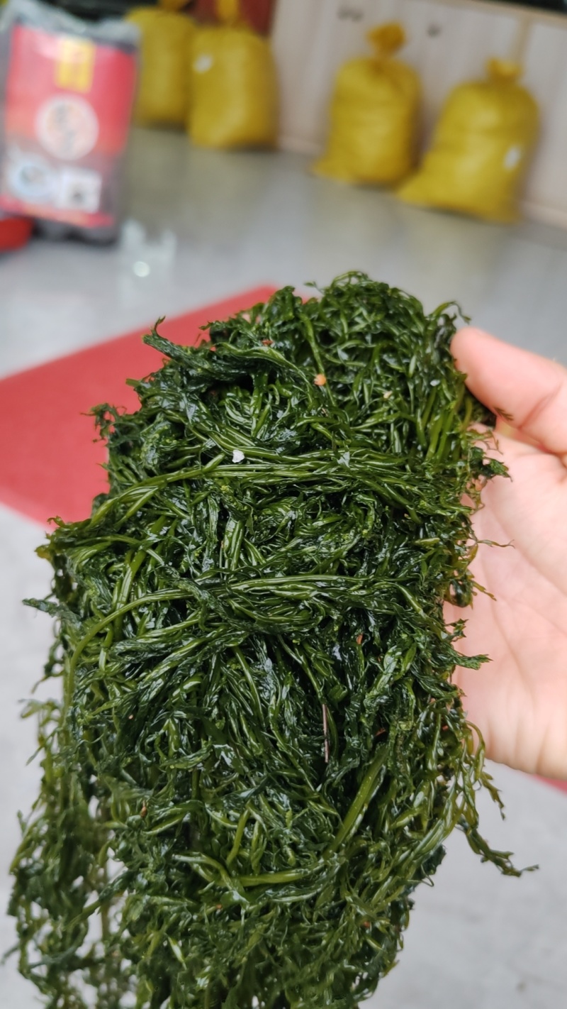 霞浦嫩鞭炮笋新鲜头茬盐渍长寿菜马尾藻海草商用火锅凉拌羹汤食材