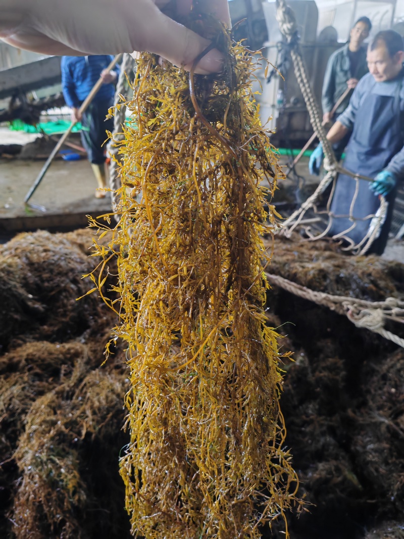 霞浦嫩鞭炮笋新鲜头茬盐渍长寿菜马尾藻海草商用火锅凉拌羹汤食材