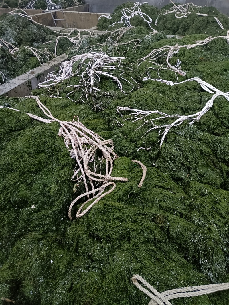 霞浦嫩鞭炮笋新鲜头茬盐渍长寿菜马尾藻海草商用火锅凉拌羹汤食材