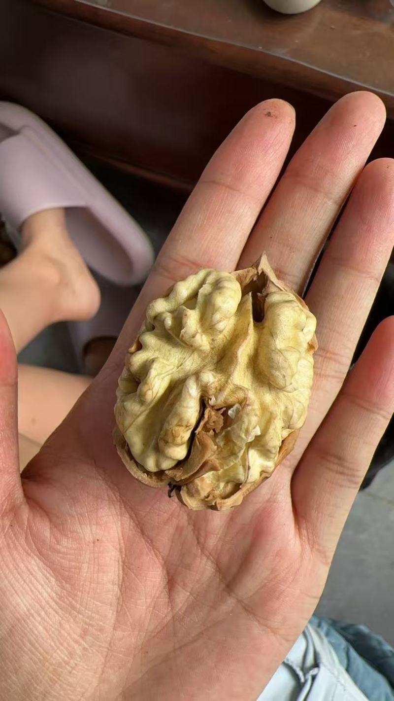 山地核桃