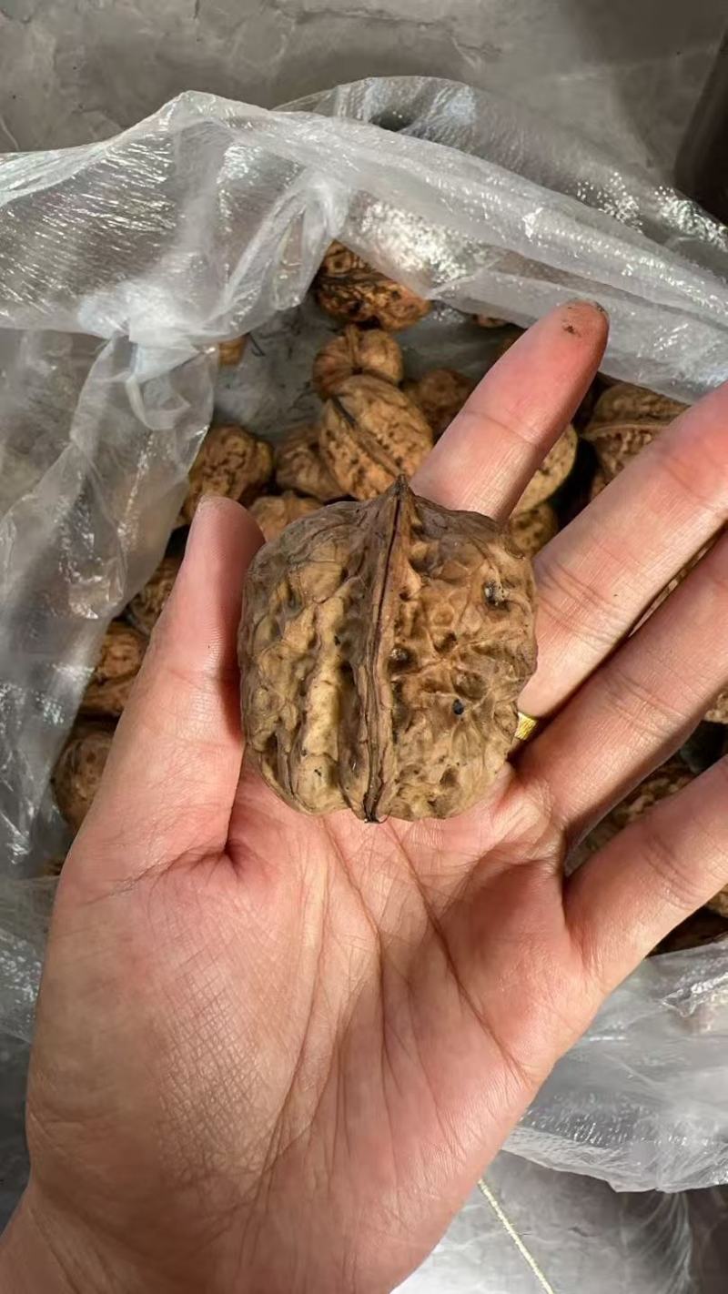 山地核桃
