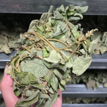 广金钱草