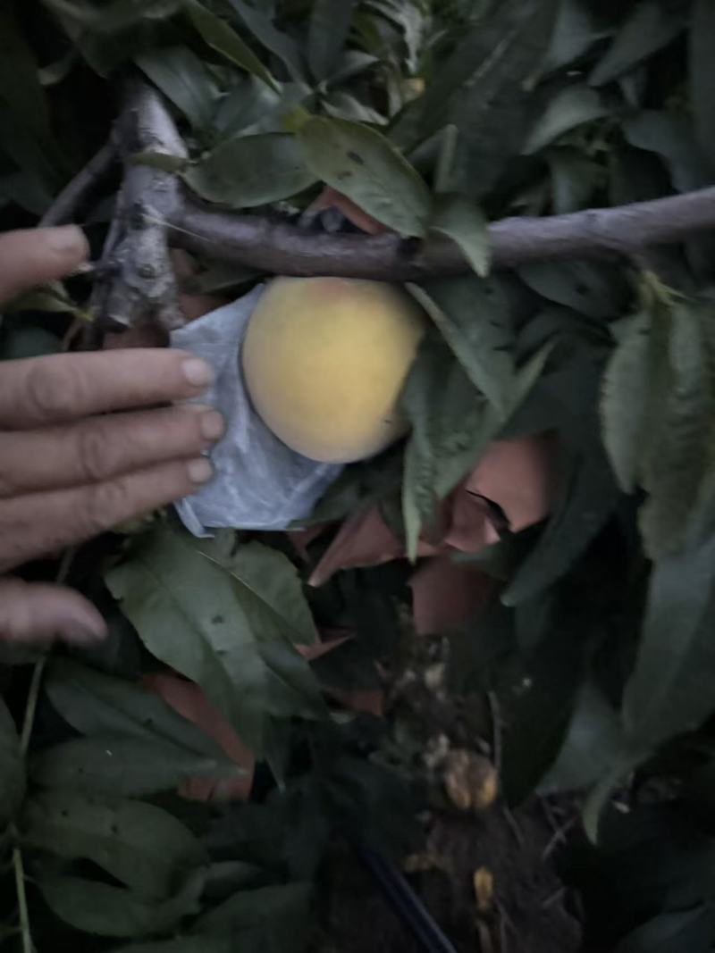 黄桃红桃