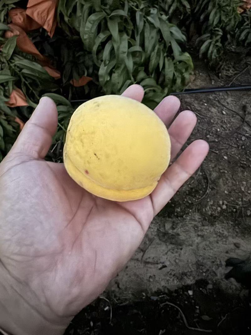 黄桃红桃
