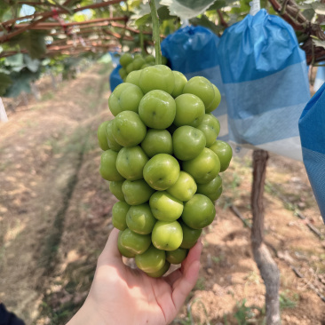 阳光玫瑰