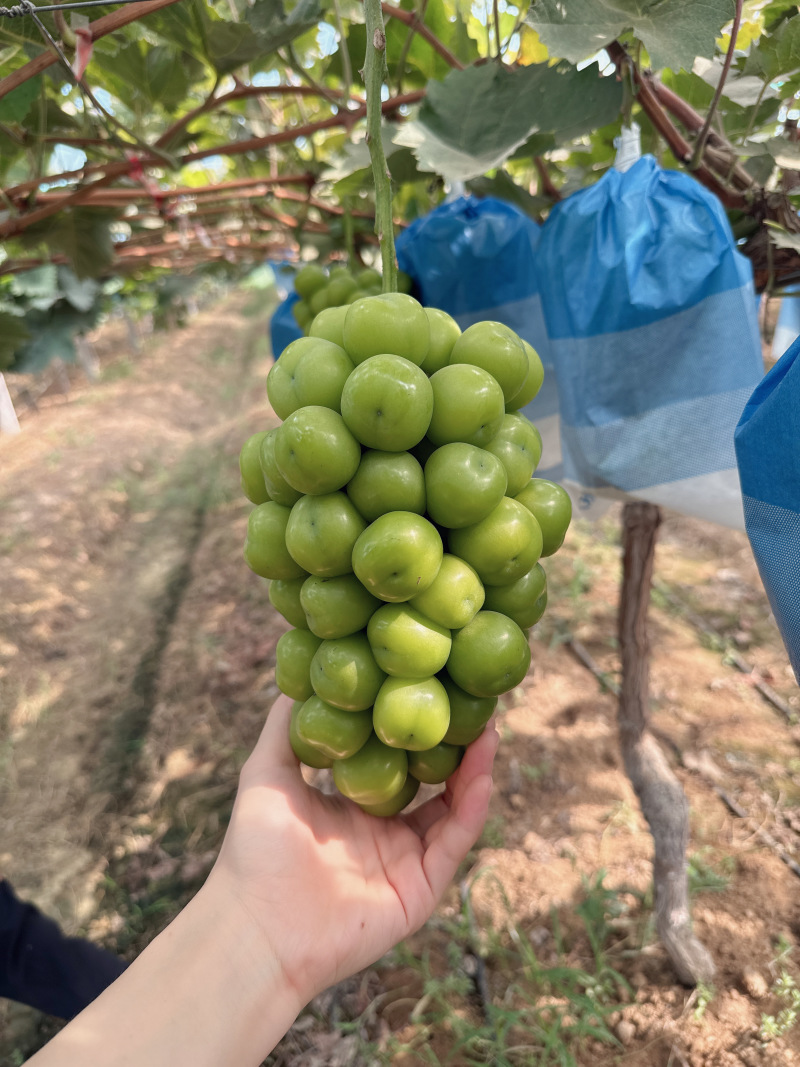 阳光玫瑰