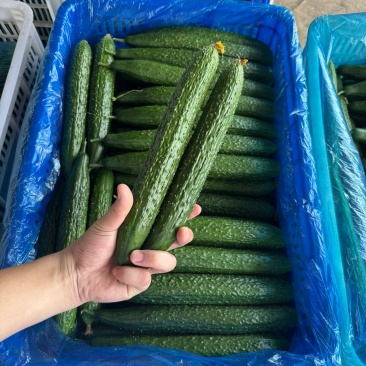 精品黄瓜