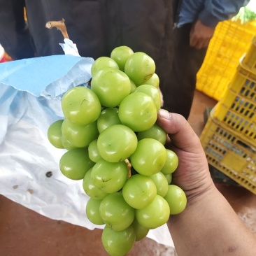 云南大理宾川，阳光玫瑰