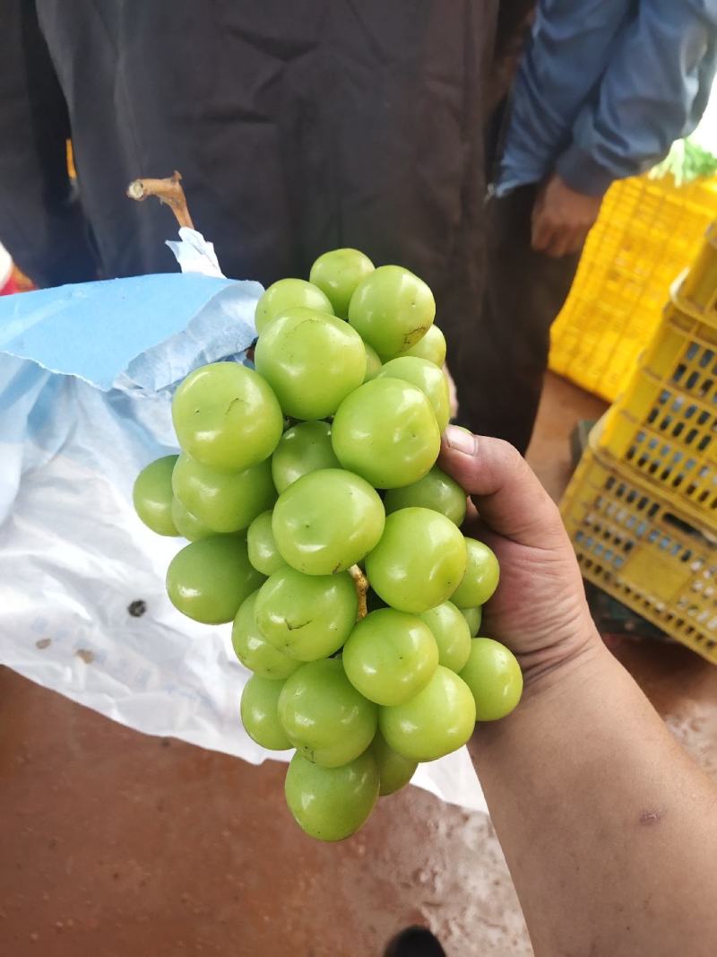 云南大理宾川，阳光玫瑰