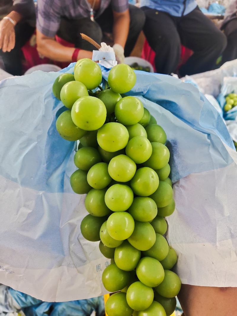 云南大理宾川，阳光玫瑰