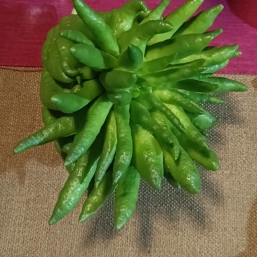 云南佛手