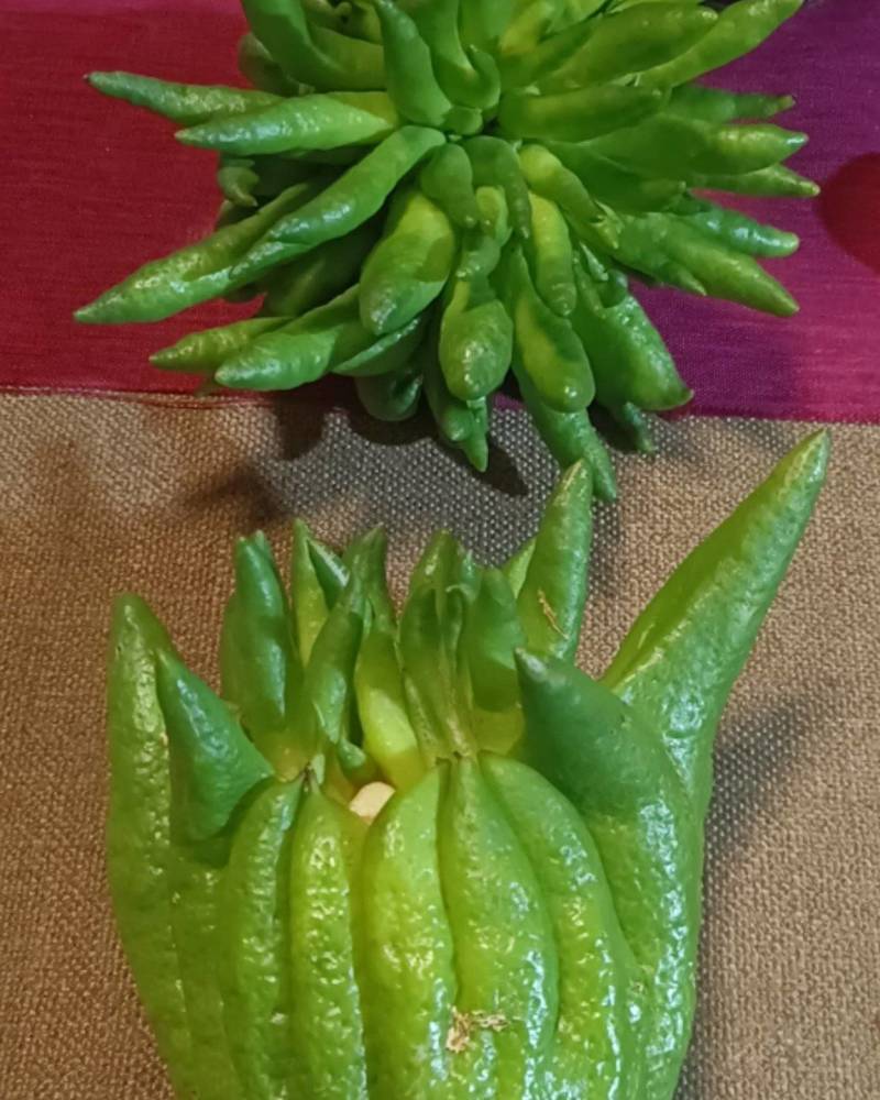 云南佛手