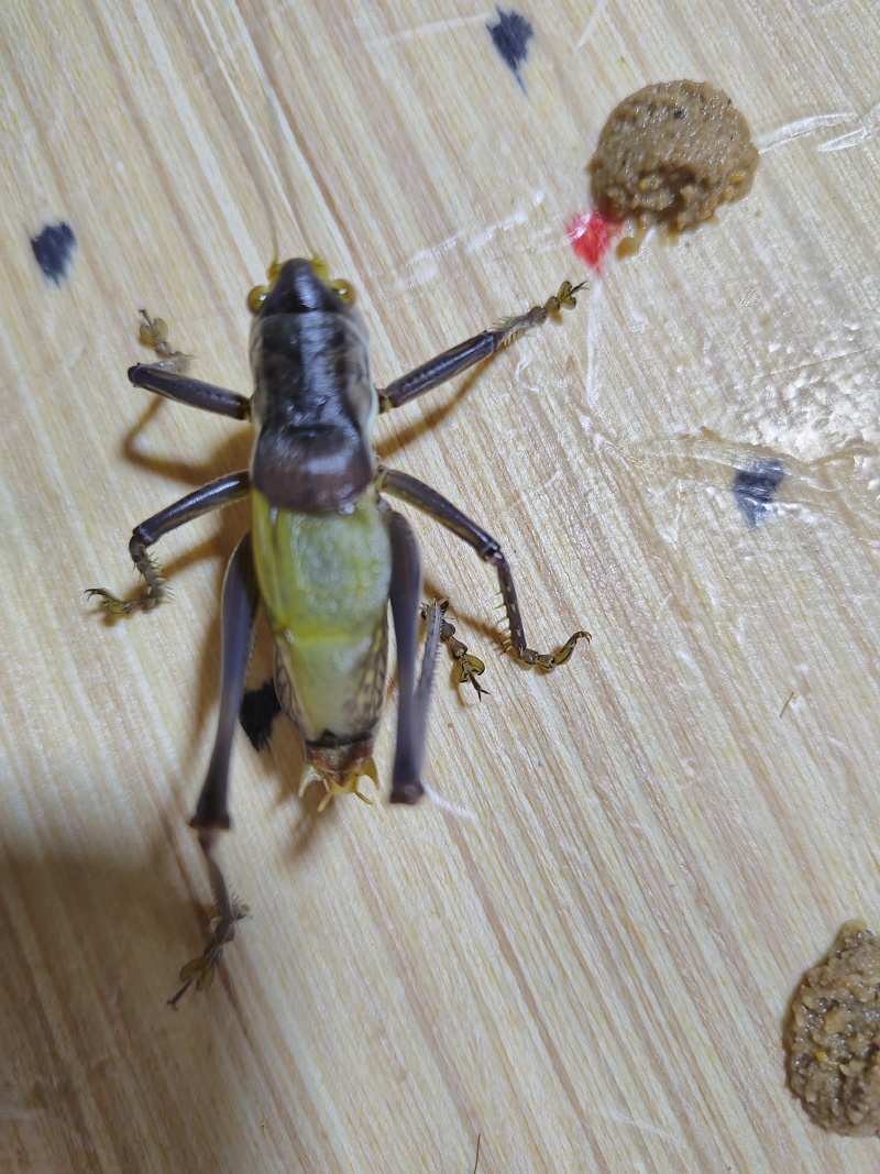 蝈蝈