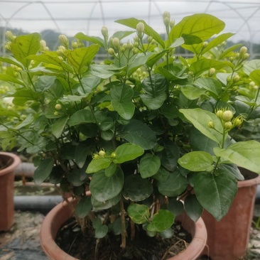 茉莉花盆栽
