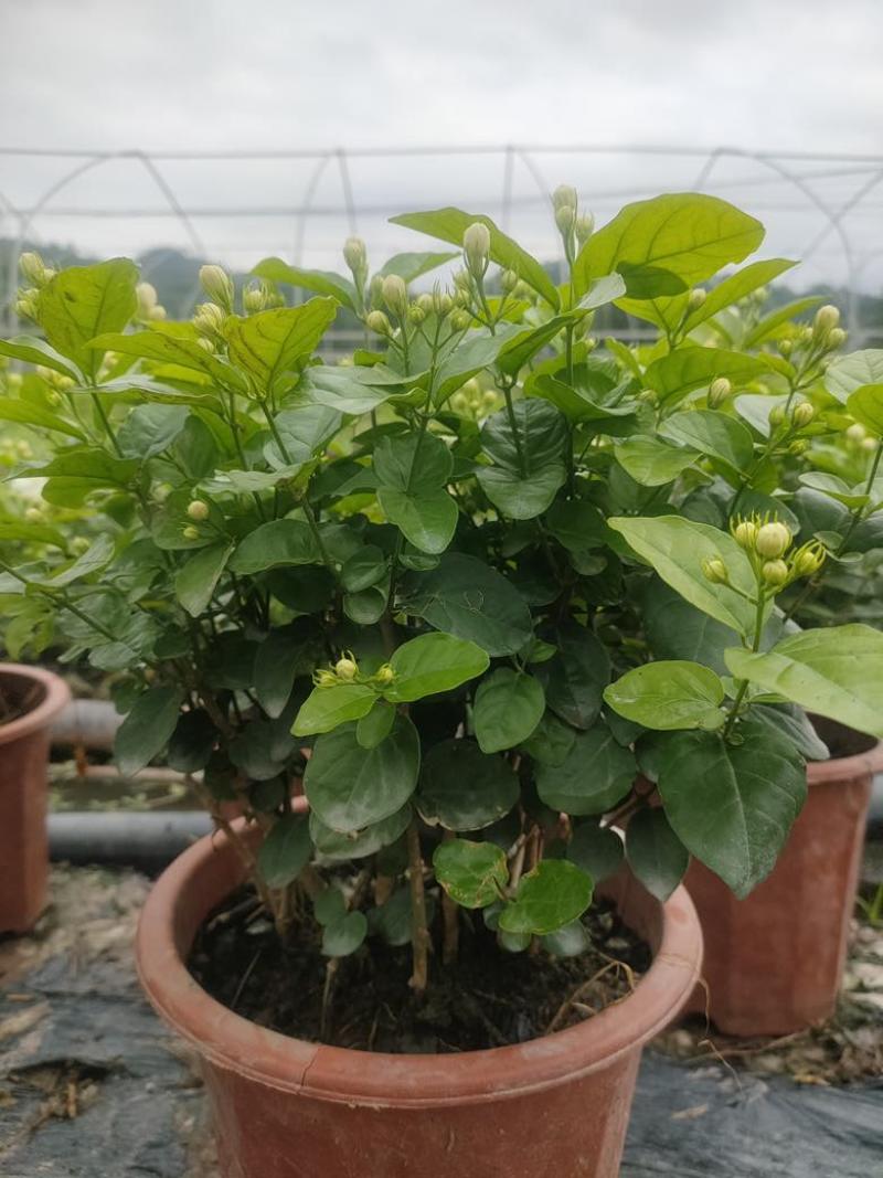 茉莉花盆栽