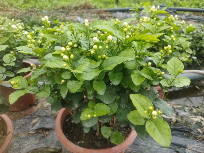 茉莉花盆栽