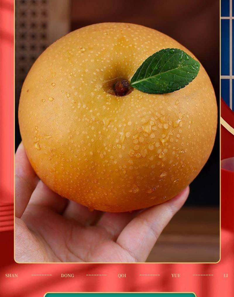 山东秋月梨