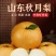 山东秋月梨