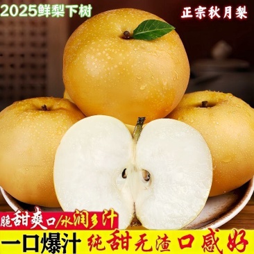 山东秋月梨