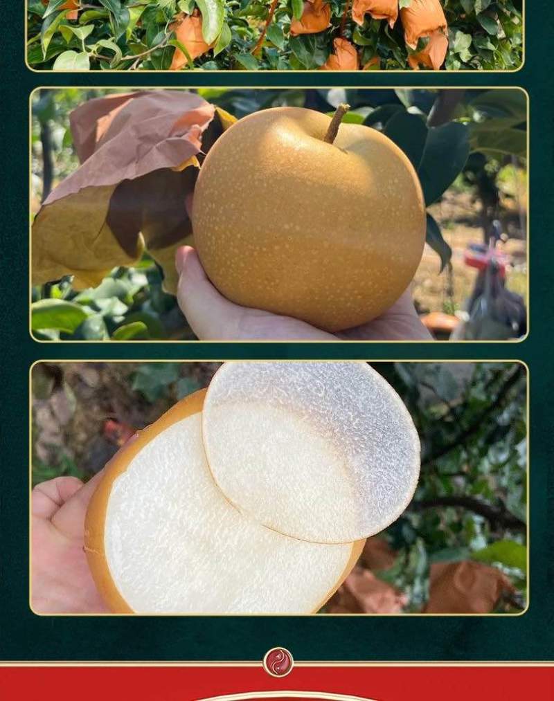 山东秋月梨