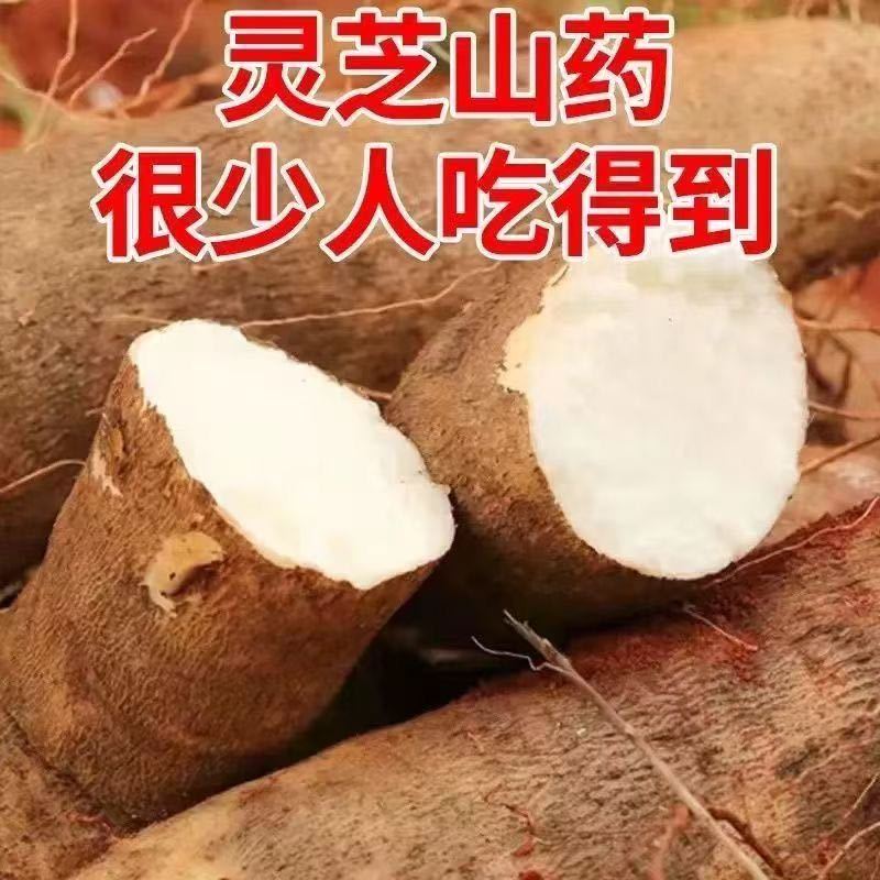 灵芝山药