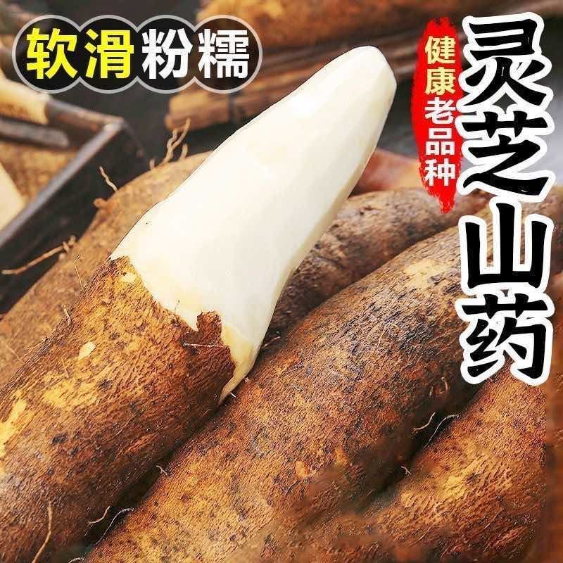 灵芝山药