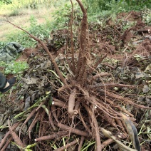 四川集凤鲜白芍量大质优白芍季需要的老板可以滴滴了