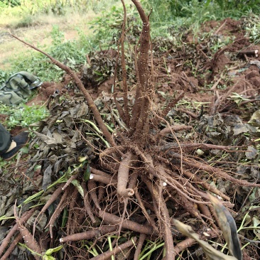 四川集凤鲜白芍量大质优白芍季需要的老板可以滴滴了