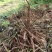 四川集凤鲜白芍量大质优白芍季需要的老板可以滴滴了