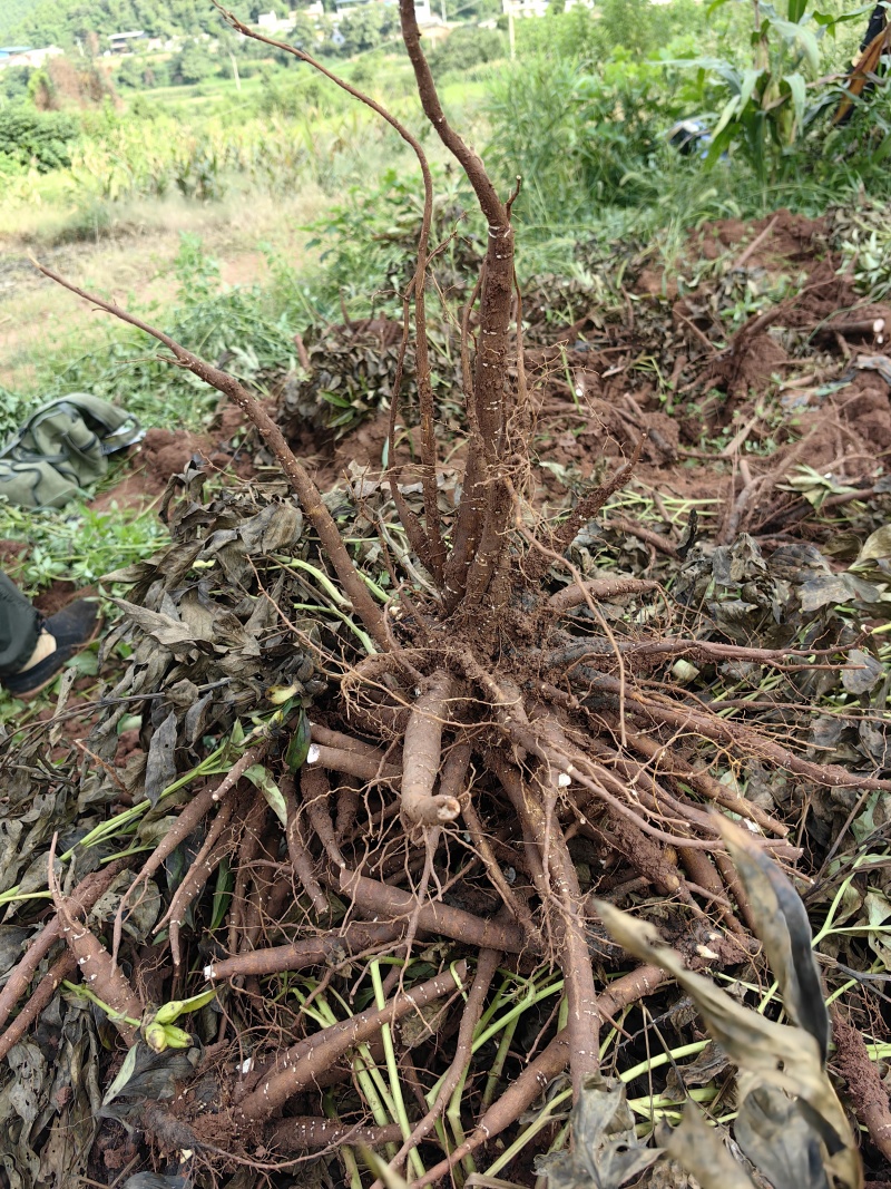 四川集凤鲜白芍量大质优白芍季需要的老板可以滴滴了