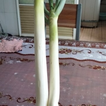 我有40亩钢葱想卖