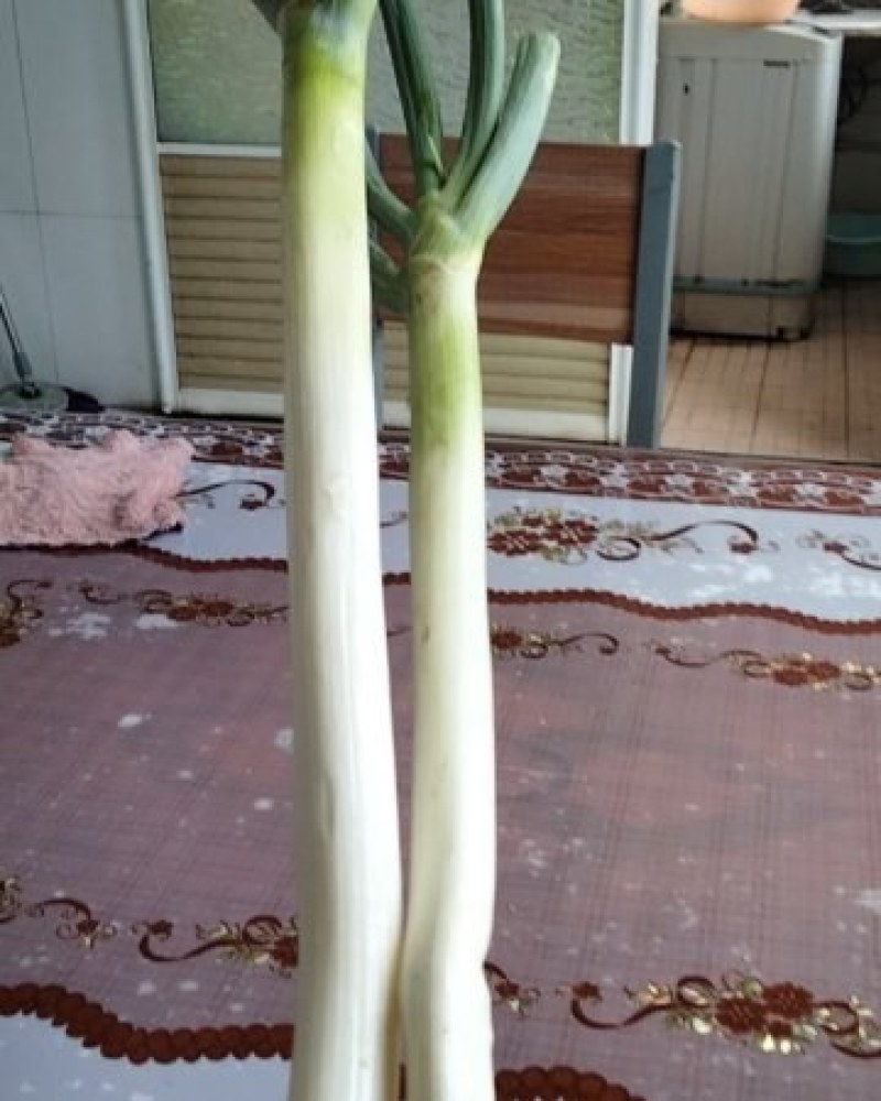 我有40亩钢葱想卖