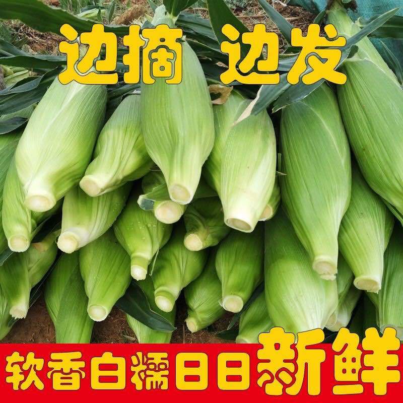 玉米