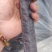 皂荚