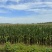种植70亩玉米