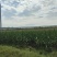 种植70亩玉米
