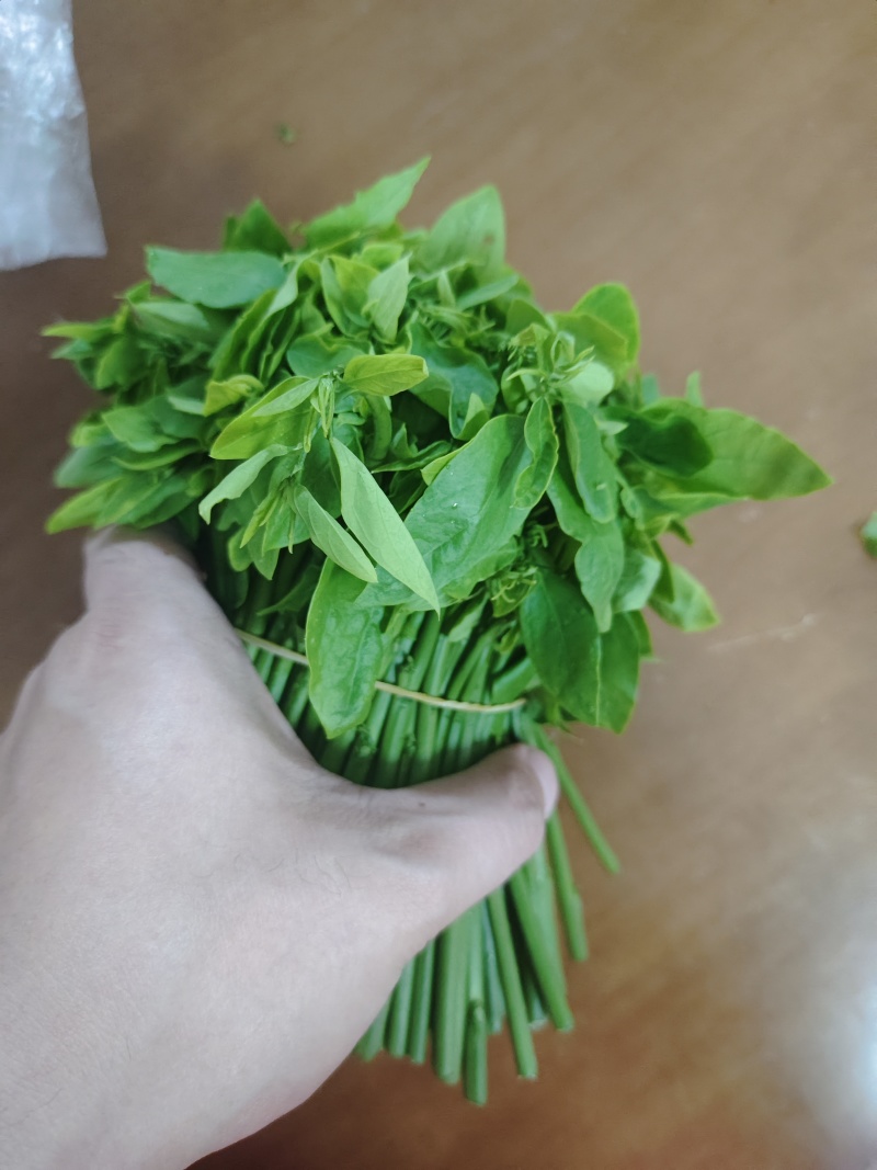树仔菜天绿香益肝菜