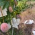 四川攀枝花市凯特芒果