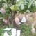 四川攀枝花市凯特芒果