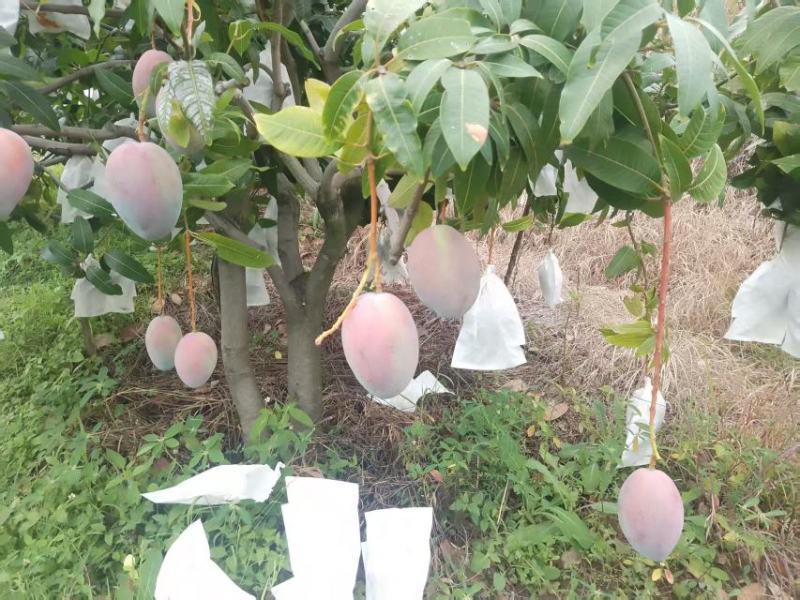四川攀枝花市凯特芒果